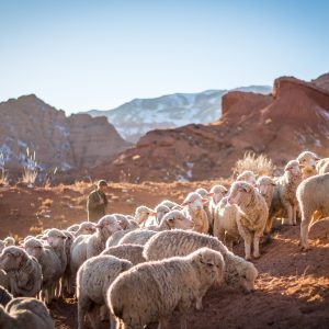 patrick-schneider-wczrs3Unfnk-unsplash Gembala Kehidupan